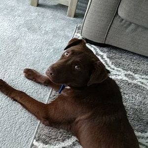 Meet your Posher, Gage